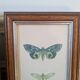 Lithographies de papillons
