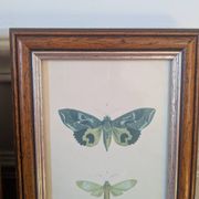 Lithographs of butterflies