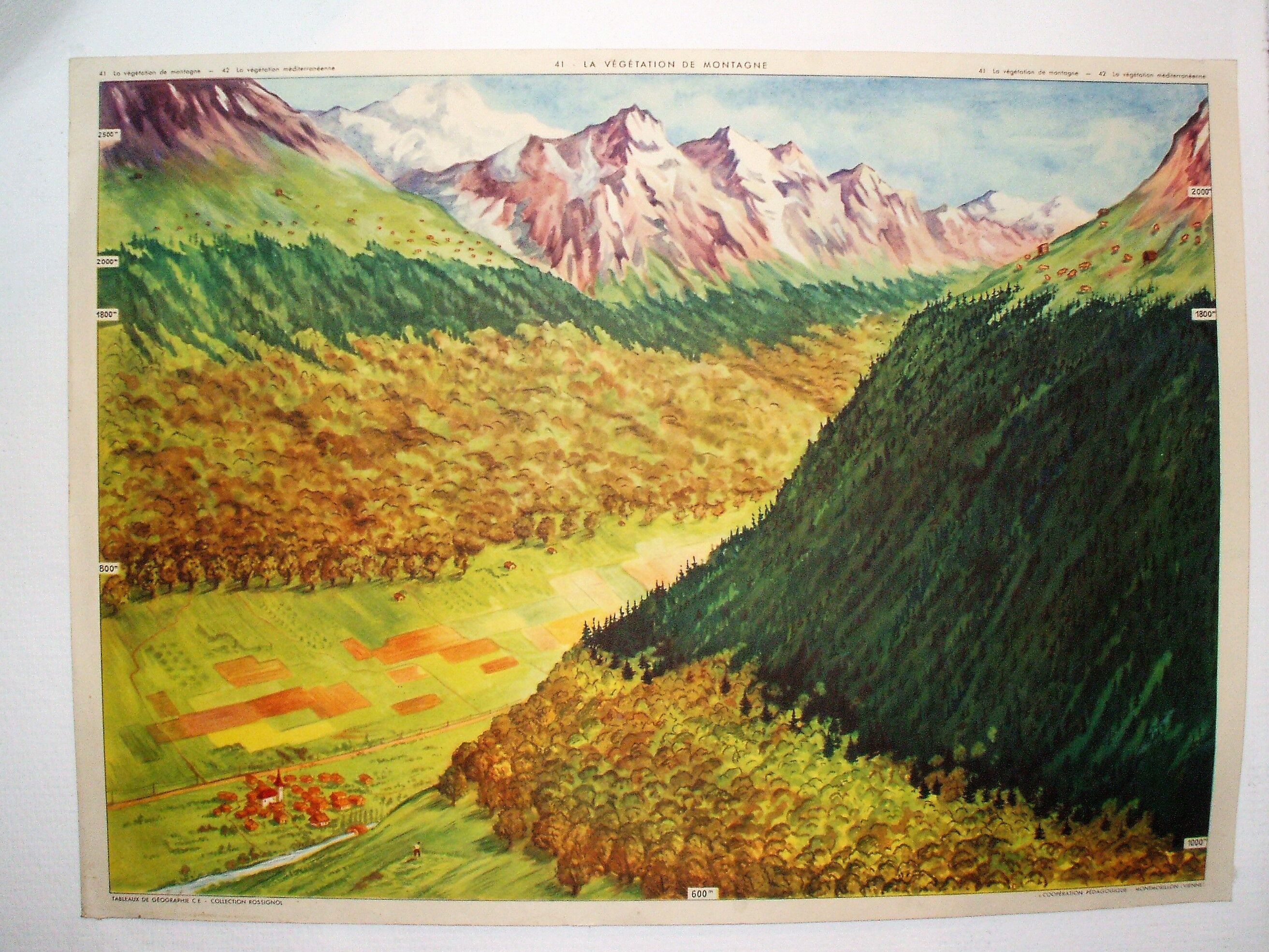 Poster school vegetation Mediterranean vegetation of mountain