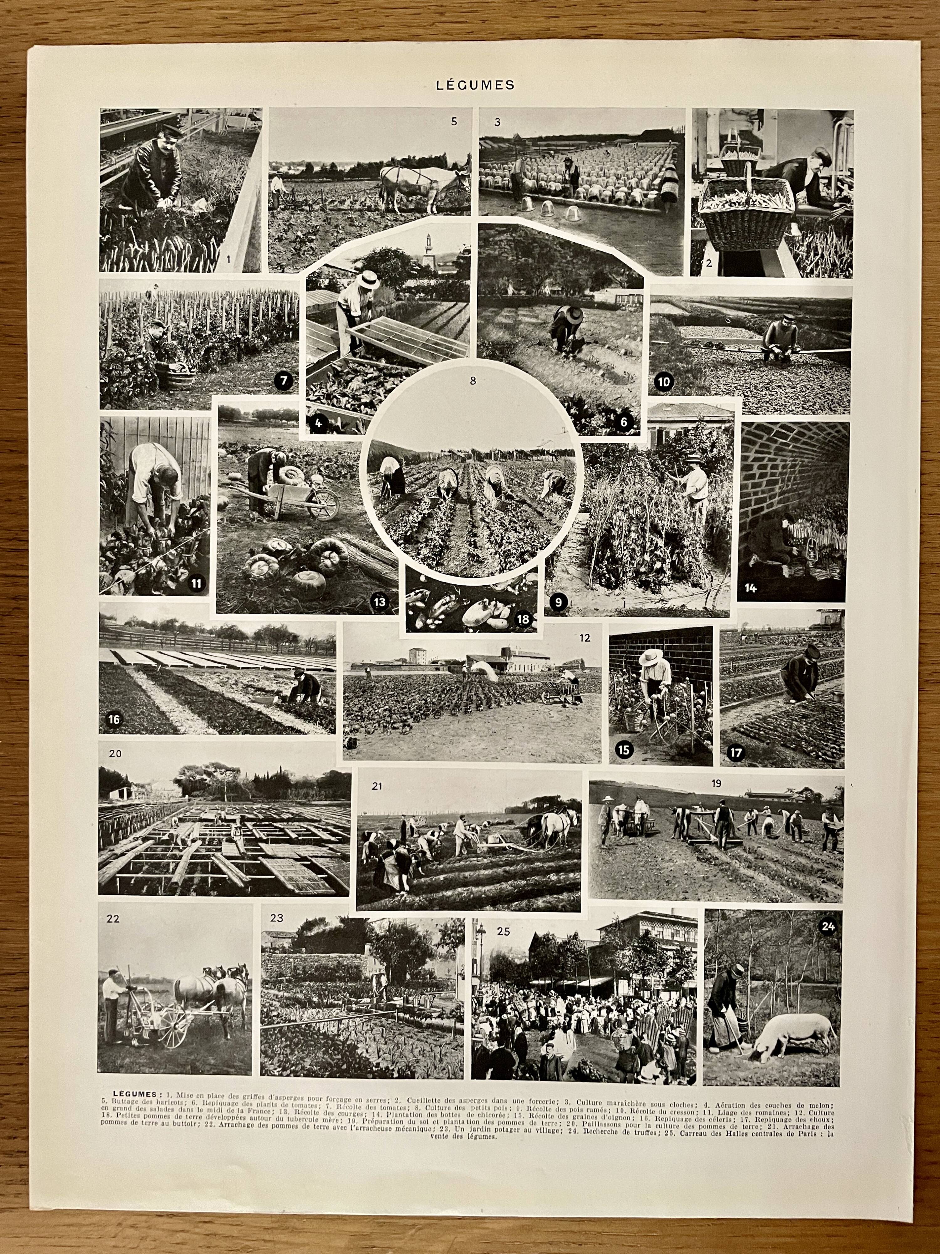 Lithograph on vegetables and vegetable plants - 1930