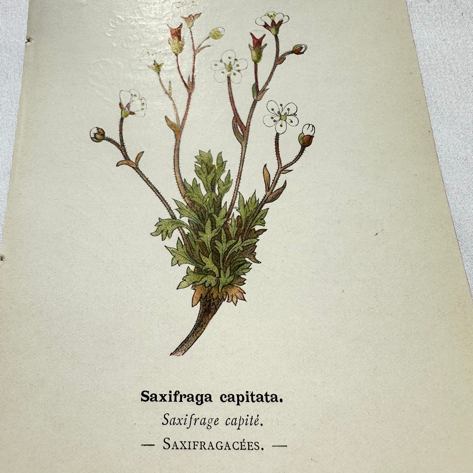 Old botanical engraving – 19th century – Hand-coloured plate