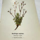 Old botanical engraving – 19th century – Hand-coloured plate