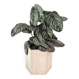 Travertine hexagon planter