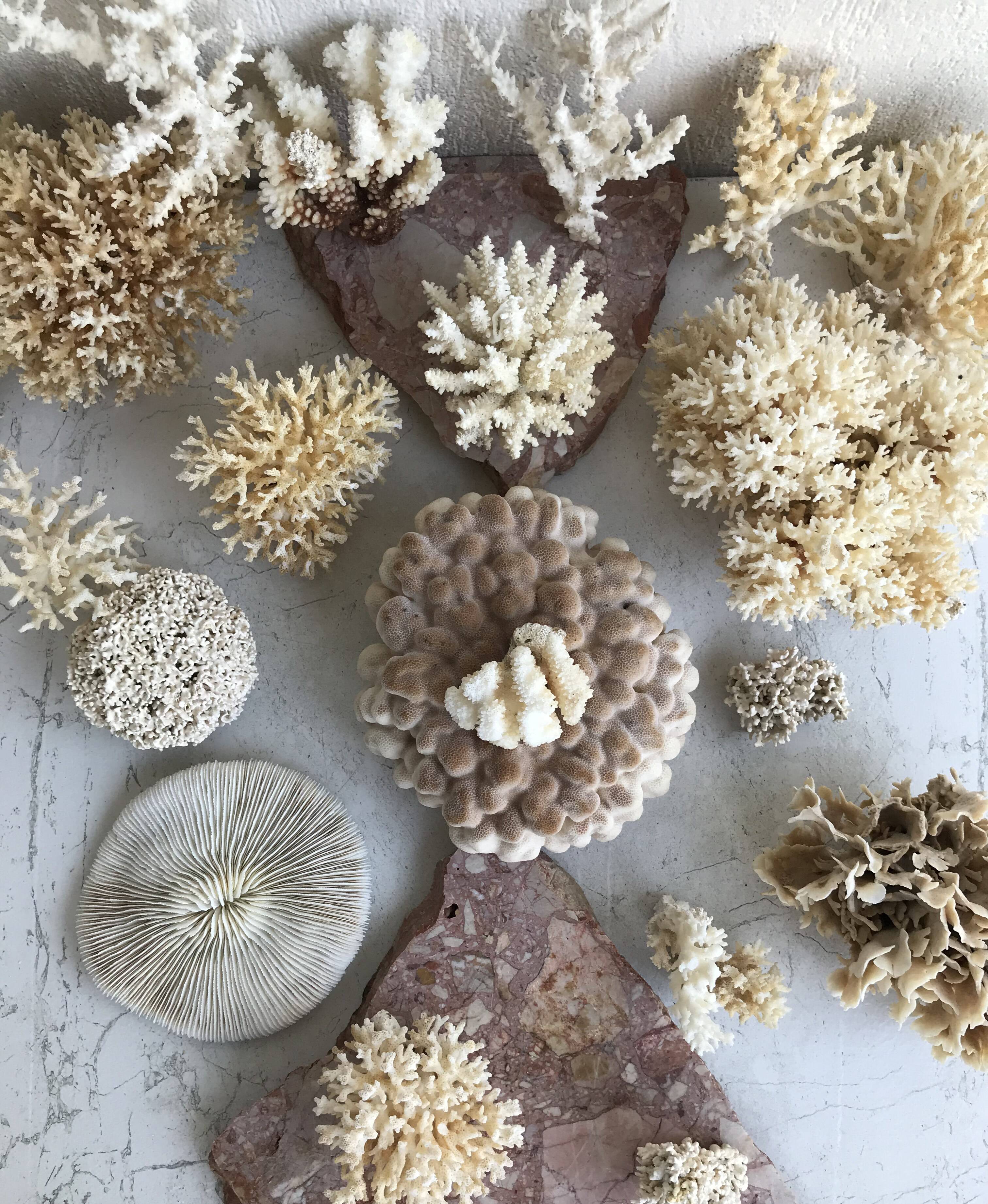 Big Pacific Pink Coral