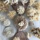 Big Pacific Pink Coral