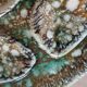 5 old Niderviller oyster plates