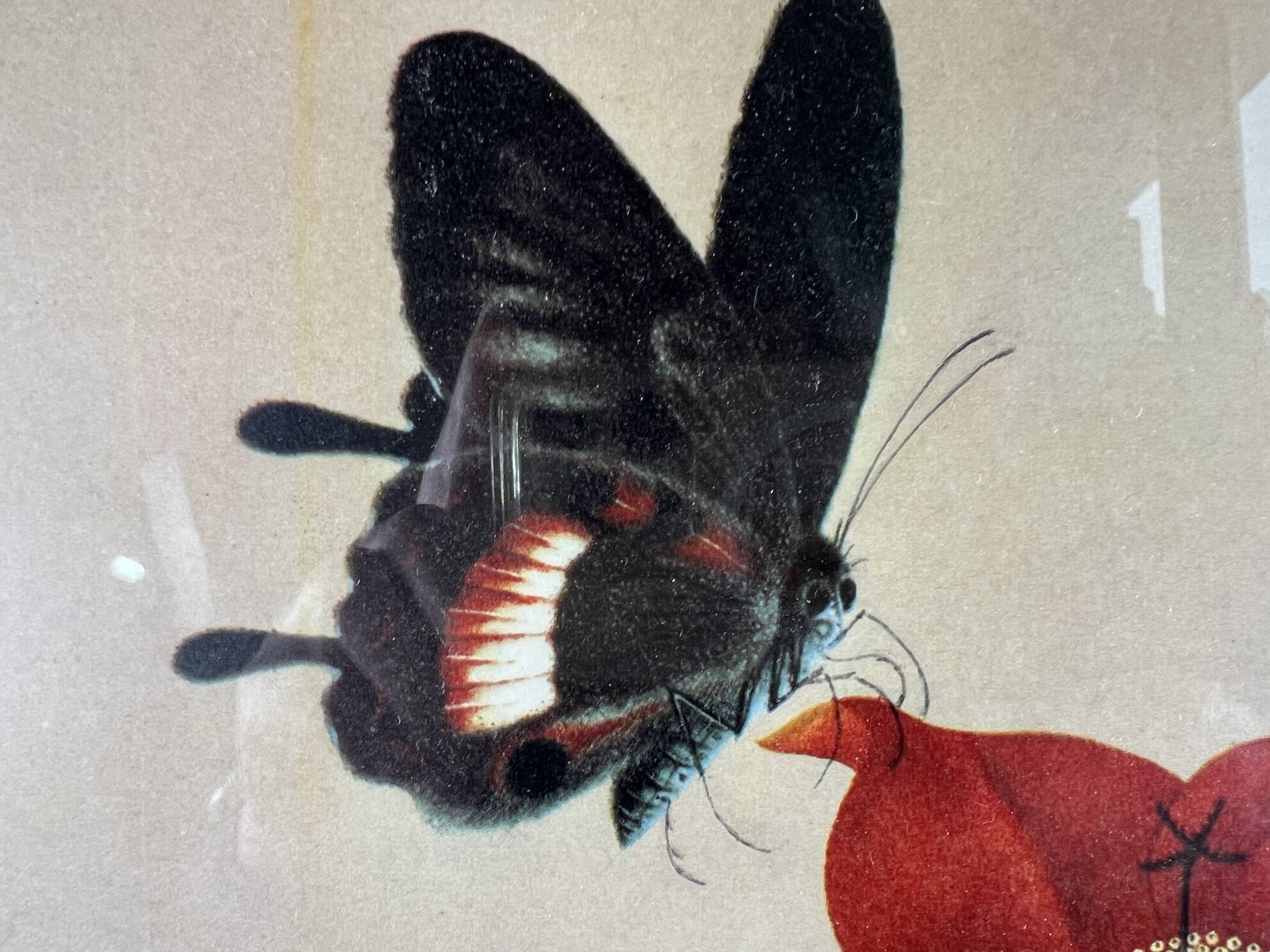 Framed flower and butterfly poster