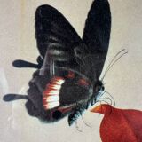 Framed flower and butterfly poster