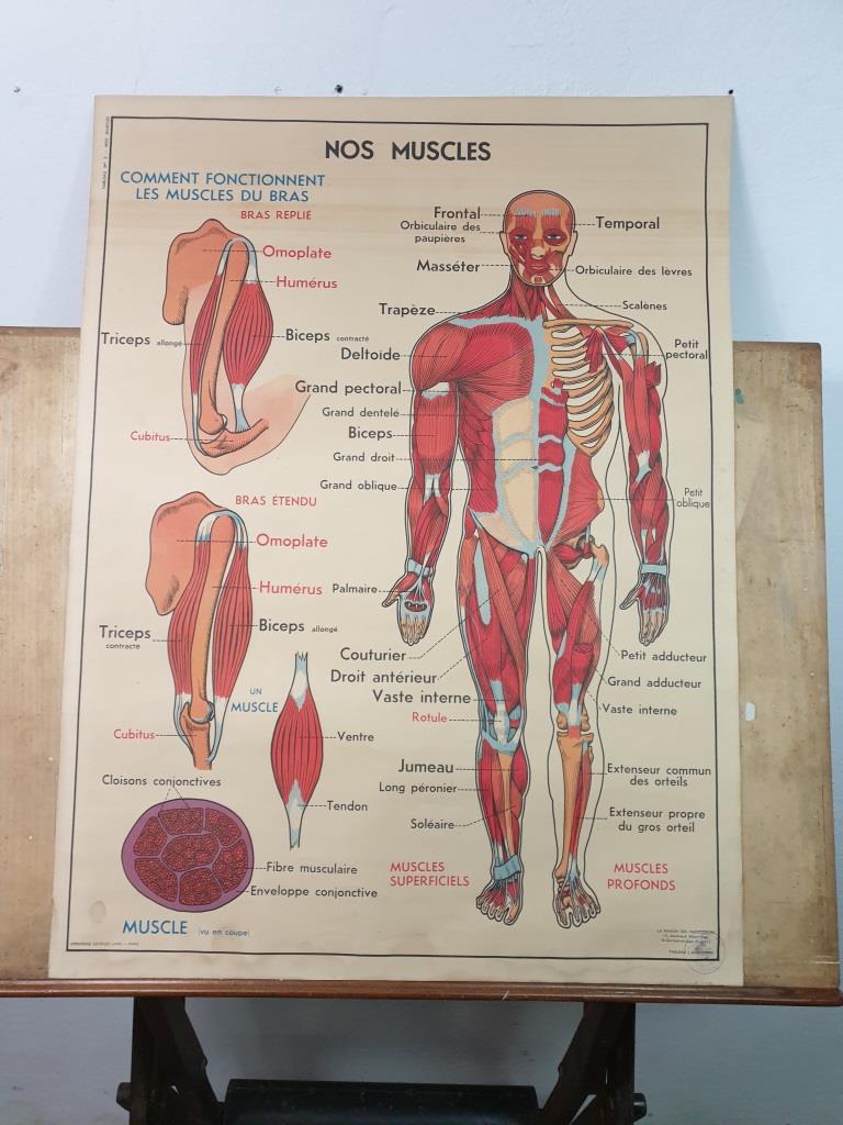 School anatomy poster