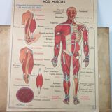 School anatomy poster