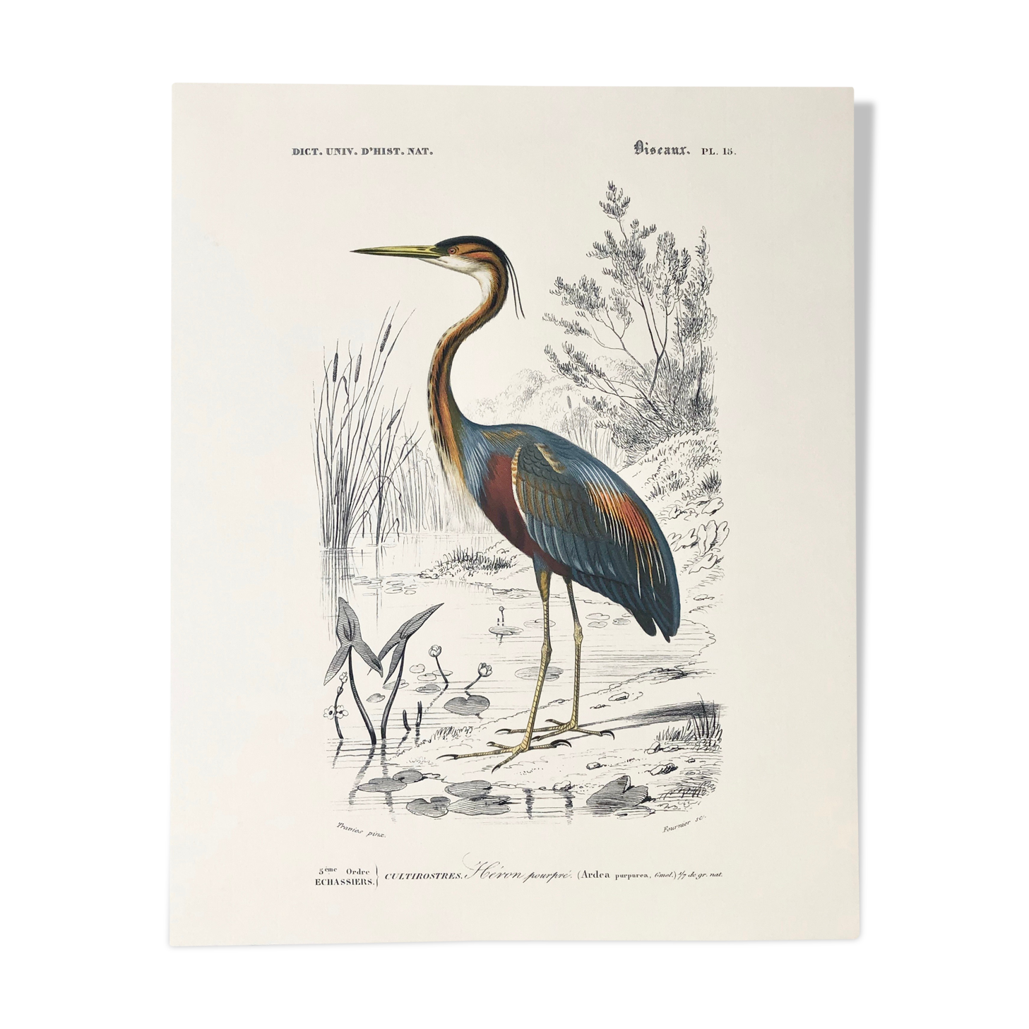 Zoological plank in color representing the Purple Heron
