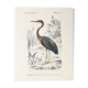 Zoological plank in color representing the Purple Heron