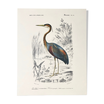 Zoological plank in color representing the Purple Heron