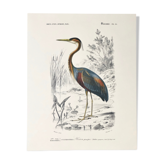 Planche zoologique en couleurs représentant le Héron pourpré