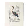 Zoological plank in color representing the Purple Heron