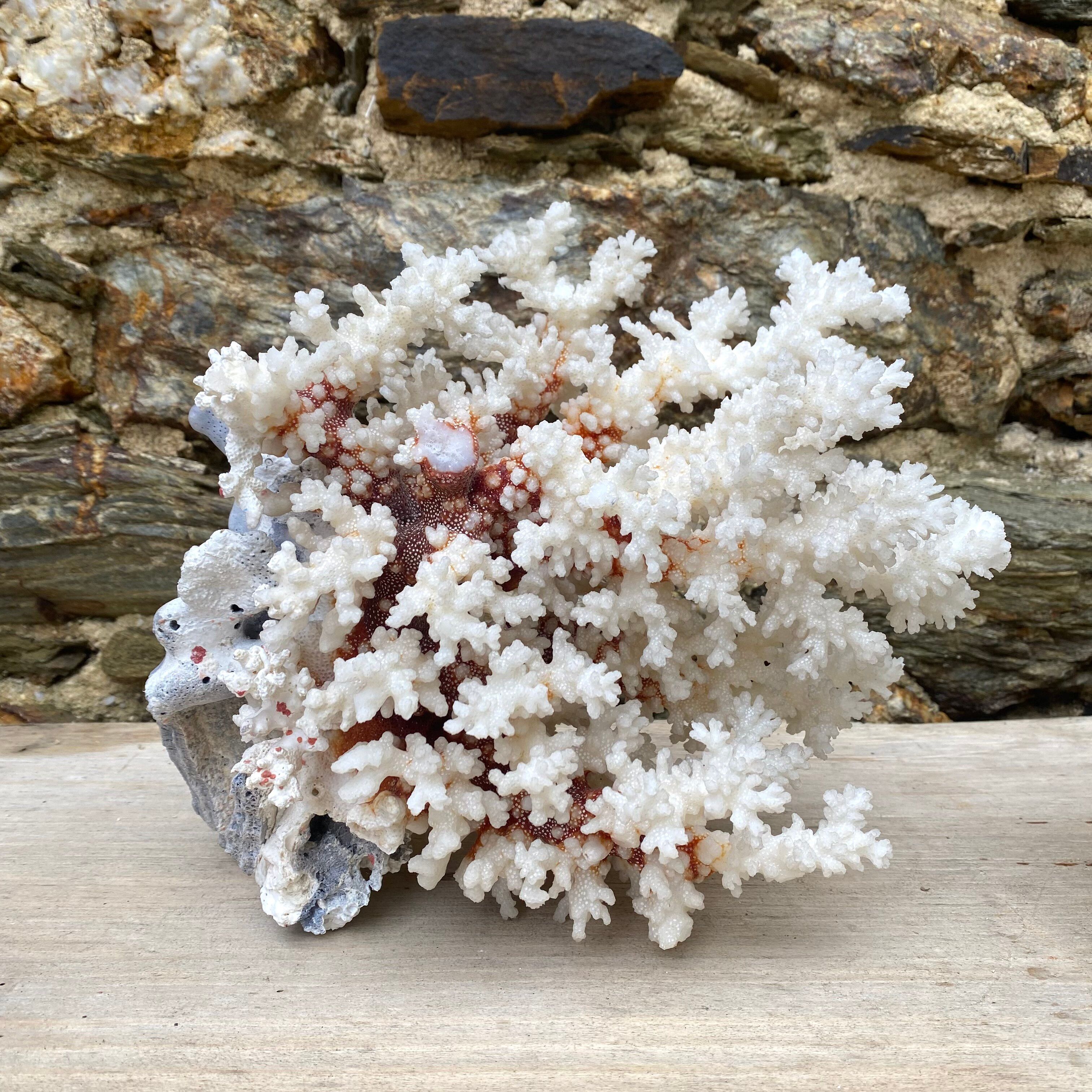 Grand corail blanc