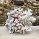 Grand corail blanc