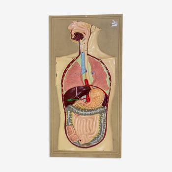 Plaque d’école en plastique montrant des organes humains