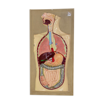 Plaque d’école en plastique montrant des organes humains