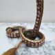 Bronze and silver snake lamp