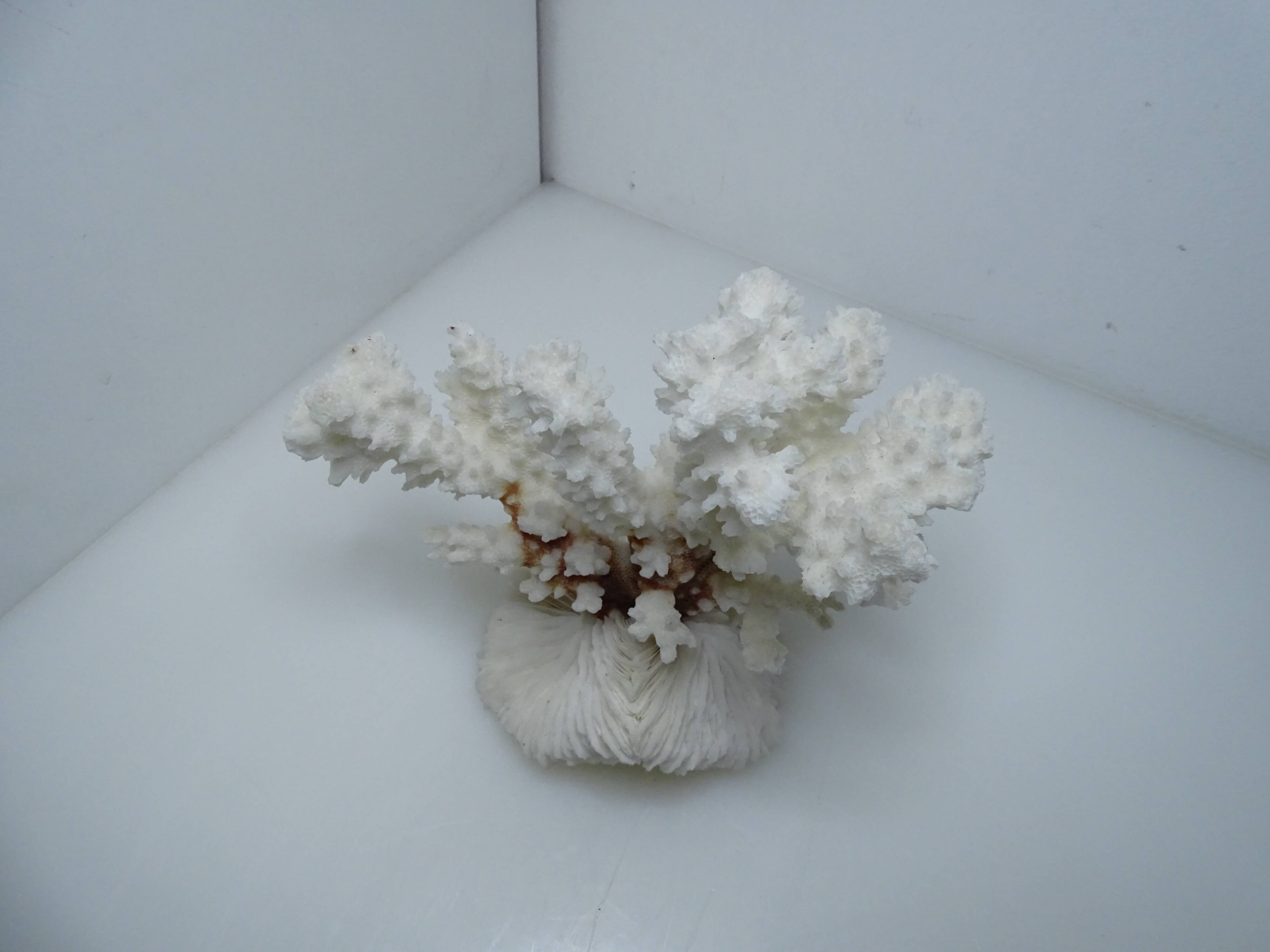 White coral on ancient base