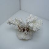 White coral on ancient base