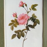 planche de botanique