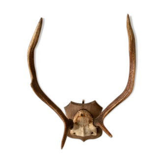 Hunting trophy