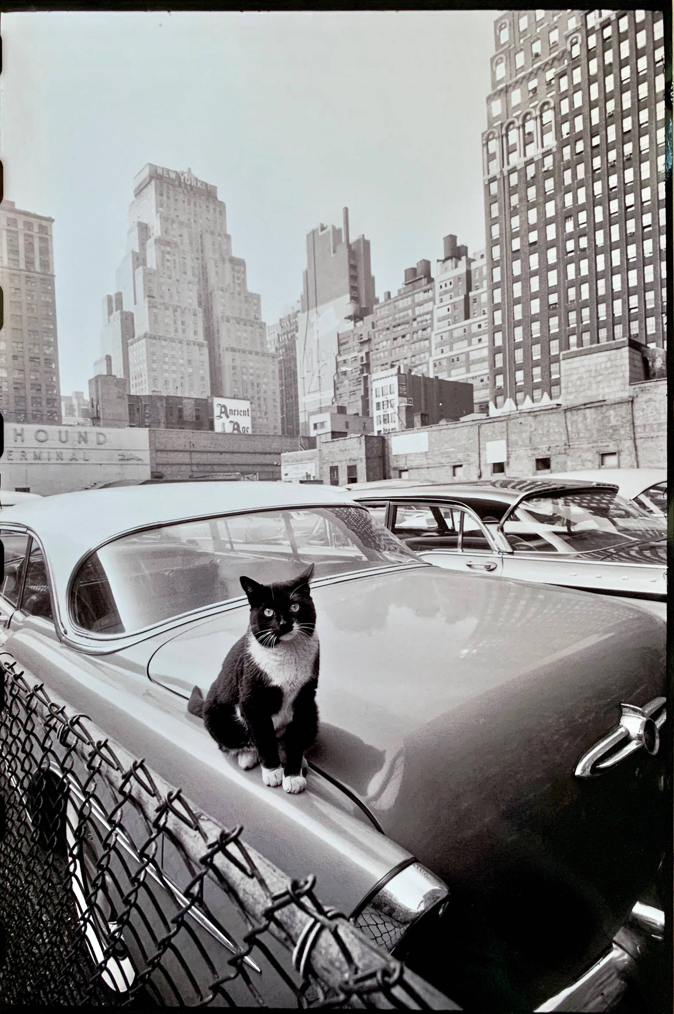 Fine Art Photography by Angelo Rizzuto “Cat on a Car” – New York, 1958