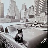 Fine Art Photography by Angelo Rizzuto “Cat on a Car” – New York, 1958