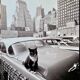 Fine Art Photography by Angelo Rizzuto “Cat on a Car” – New York, 1958