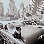 Fine Art Photography by Angelo Rizzuto “Cat on a Car” – New York, 1958