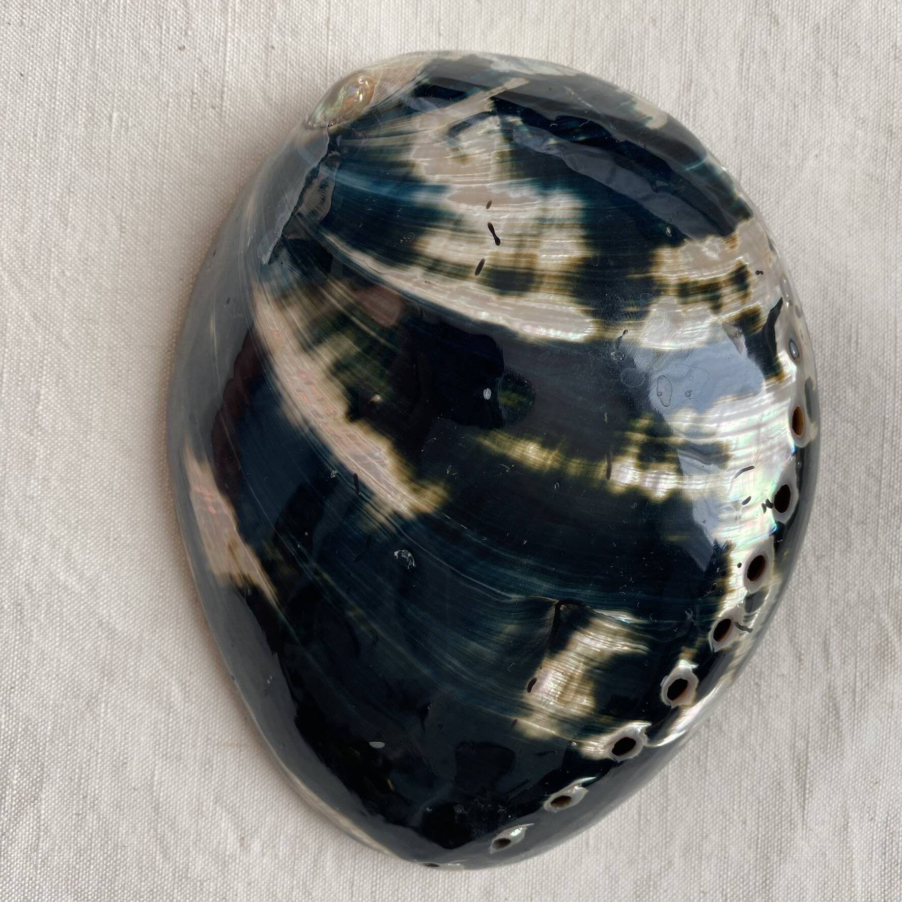 Polished abalone shell, catch-all or decorative object.