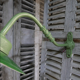 Green gooseneck courtyard wall lamp
