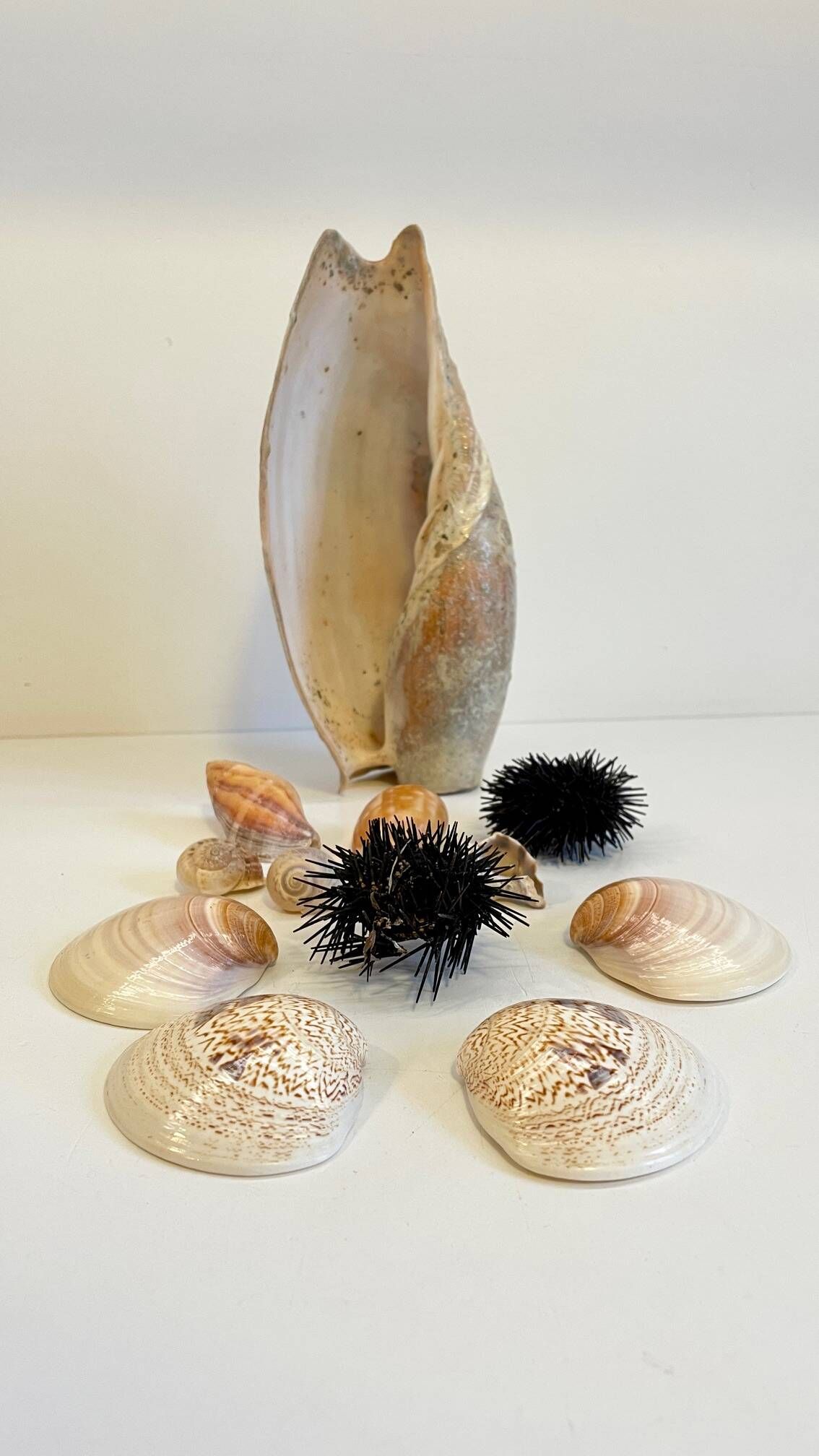 Collection de coquillages