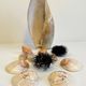 Collection de coquillages