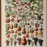 Lithograph on the fruits of 1928