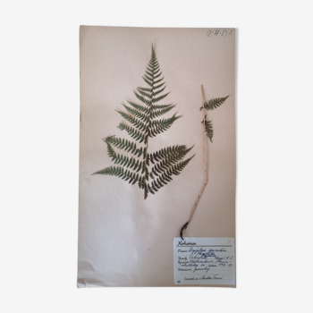 L'herbier d'Anders - planche d'herbier ancien suédois