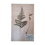 Anders's herbarium - ancient Swedish herbarium board