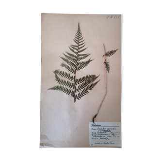 Anders's herbarium - ancient Swedish herbarium board