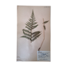 Anders's herbarium - ancient Swedish herbarium board
