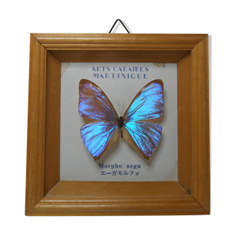 Morpho butterfly under frame