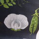 POIS botanical poster by Jung Koch Quentell, created in 1953, printed in Germany in 1985