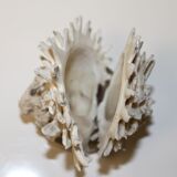 Shell Chama Lazarus.