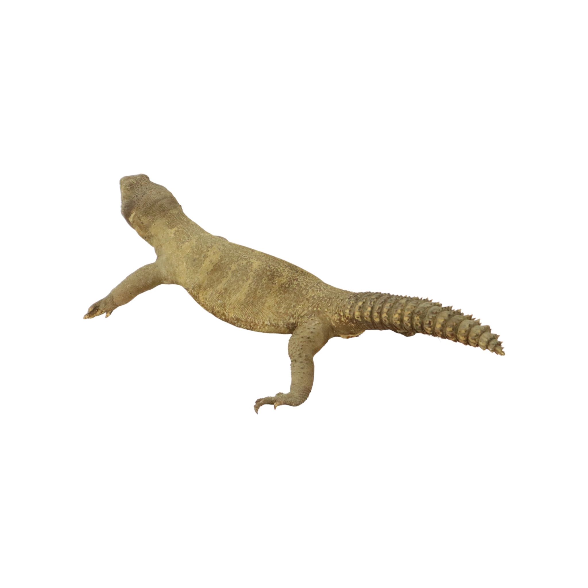 Big Stuffed Spiny-Tailed Dragon Lizard Taxidermy Africa Middle East Agamidae