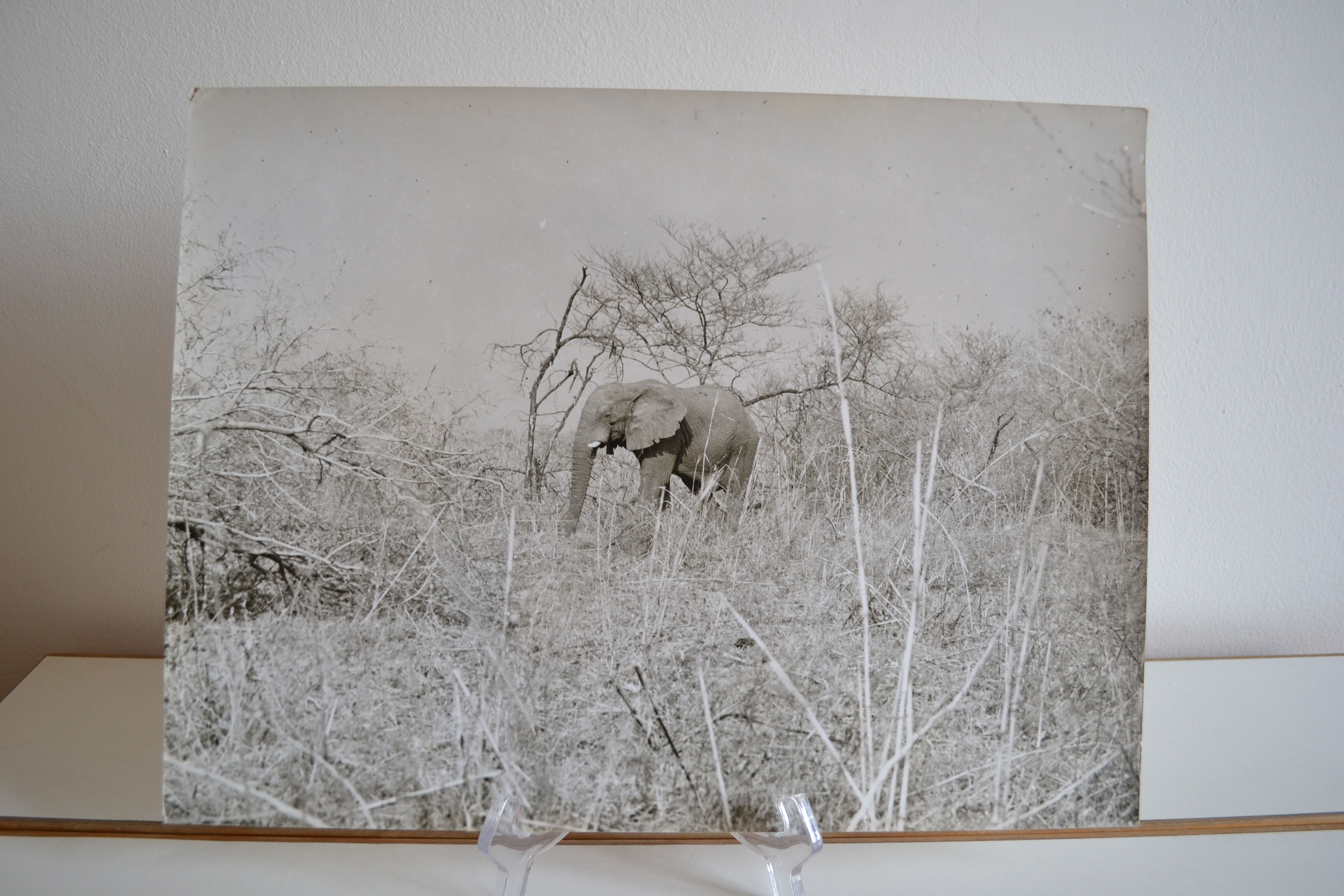 Anonymous silver photo elephant africa circa 1970