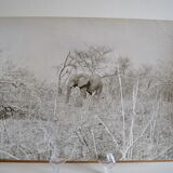 Anonymous silver photo elephant africa circa 1970