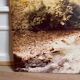 Large old photo, 70s, forest landscape - laminated