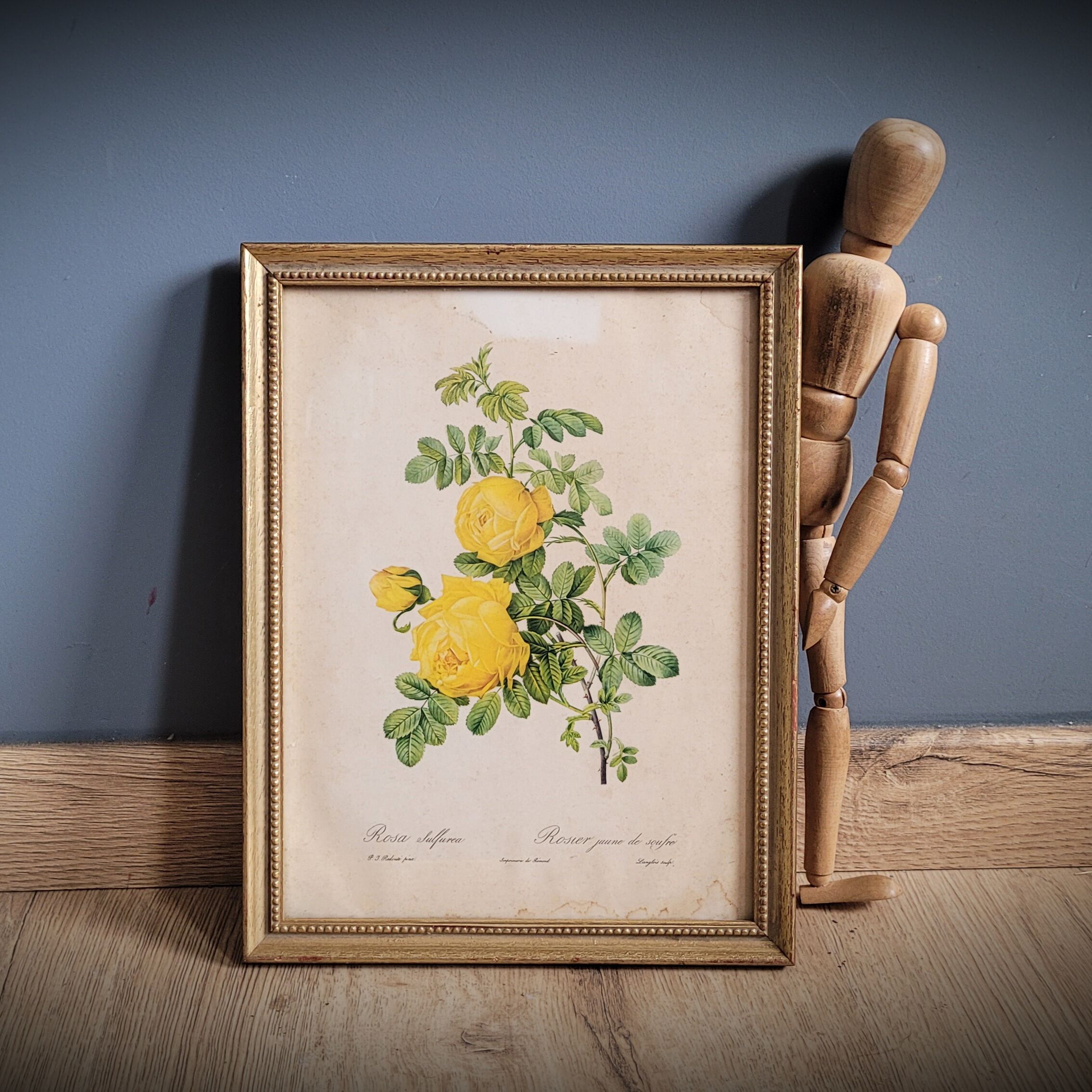Litho yellow sulfur rose p