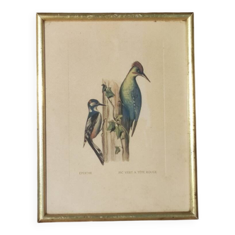 Illustration of birds